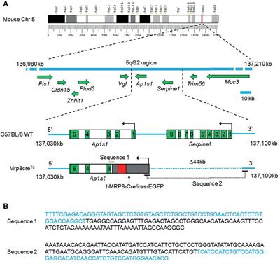 Frontiers Identification Of The Transgene Integration Site And Host